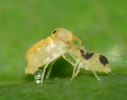 Deuterosminthurus bicinctus